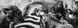 Serondella - Lion Pride on Zebra Kill Serondella - Lion Pride on Zebra Kill